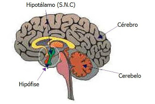 Resultado de imagem para Hipotlamo
