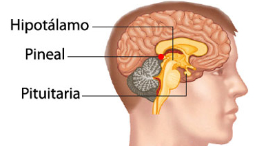 Resultado de imagem para Glndula Pineal