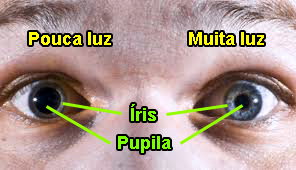 Qual A Fun O Da Pupila Do Olho Sobre Os Olhos