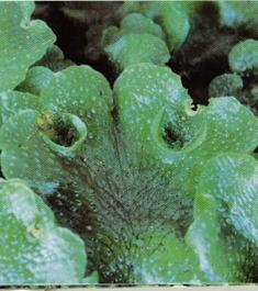 Marchantia polymorpha