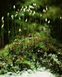 Polytrichum juniperinum